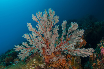 Fototapeta na wymiar Cherry Blossom Coral, Siphonogorgia Godeffroyi.