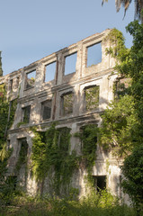 Fototapeta premium The wall of an old stone house covered with plants