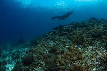 Fototapeta na wymiar The Reef Manta Ray, Manta Alfredi.