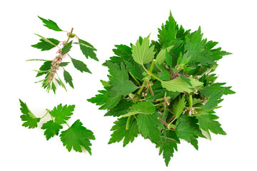 Motherwort Medicinal Herb Plant Cut for Drying. Isolated on White Background. Also Leonurus Cardiaca, Throw-Wort, Lion's Ear or Tail.