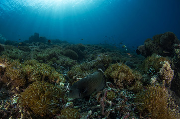 Rockmover Wrasse, Novaculichthys Taeniourus.