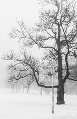 Foggy winter scene with leafless trees and lamp in fog