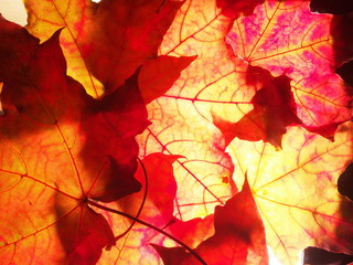 Naklejka na ściany i meble Red autumn fallen maple leaves on the lumen. Close up. Defoliation.