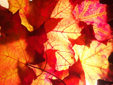 Red autumn fallen maple leaves on the lumen.  Close up. Defoliation.
