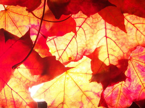 Red autumn fallen maple leaves on the lumen.  Close up. Defoliation.