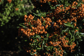 Rowan berries in autumn sun, autumn, sunny, Pyracantha coccinea, firethorn