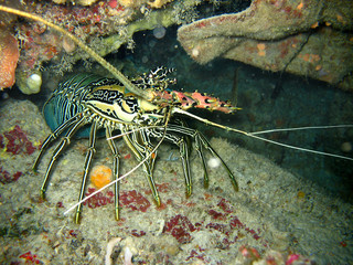 The photo of lobster. it comes out form the cave. The two big mustache are appeared. Photo taken in the Philippines.