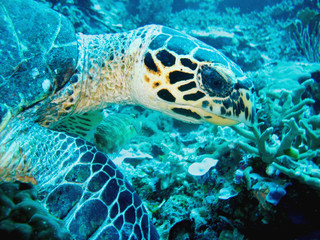 Close up photo of a sea turtle. The photo is in yellow and blue colors. the part of fin is appeared. 
