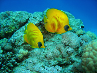 Fototapeta na wymiar Closeup photo of two butterfly fishes . They are among the coral in wildlife. 
