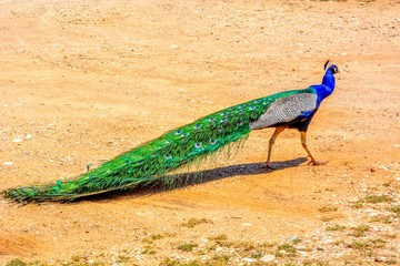 Fototapeta premium PeacPeacock photographed from behind with colourful tail in foreground and head in profile in backgrounock photographed from behind with colourful tail in foreground and head in profile in background.