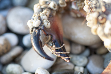 old sea crab claw covered with shells