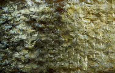 Golden salmon fish skin texture