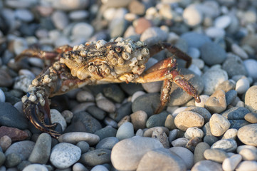 Live crab sitting on small rocks on the beach of the sea