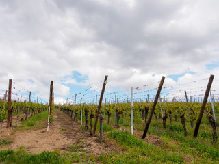 Fototapeta na wymiar Wide view of rows of grapevines on hilltop vineyard, dramatic cloudy skies. Turckheim, Alsace Wine Route, France. Travel and agriculture.