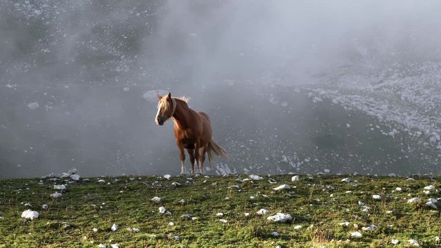 Majestic wild brown horse standing alone on mountain with wind, clouds and fog moving on the background. Abruzzo Italy.