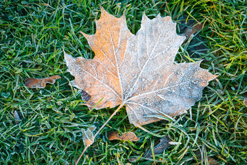 Frozen autumn maple leafs. Hoar-frost. Top view, copy space.