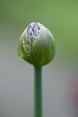 Allium Flower / Zierlauch