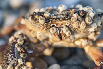 Macrophotography of sea crab covered with shells.