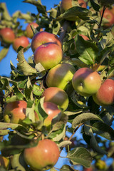Ripe red apples on a branch, a new crop.