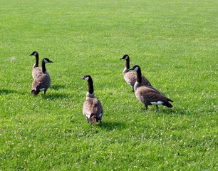 The group of geese in the green grass on a close up view.