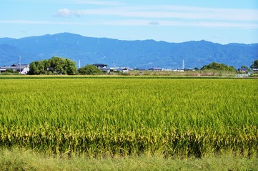 Fototapeta na wymiar Rice cultivation and growth