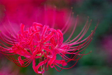 A cluster amaryllis at Gongendo Park in Satte City, Saitama Prefecture, Japan