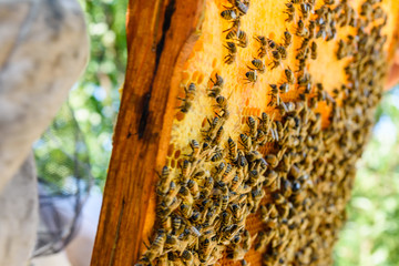 Bees on the honeycomb. Apicultural concept. Closeup