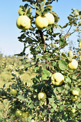 Apple quince fruit orchard  