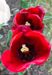 Top view of three red tulip flowers. Blooming flowers in the park. Colors of the flowers.
