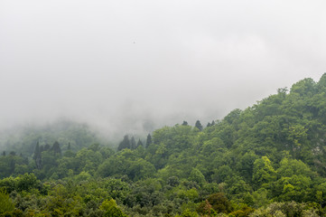 Obraz premium Forested mountain slope in low lying cloud with the evergreen conifers shrouded in mist in a scenic landscape view