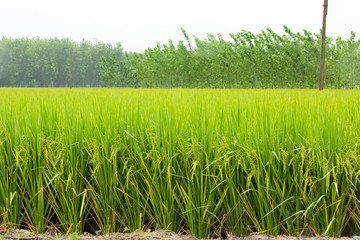Obraz premium grass on a background of blue sky