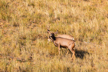 Small Herd of Buck Mule Deer