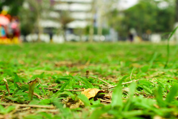 green leaves in the garden