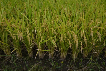 Fototapeta premium Rice cultivation and growth