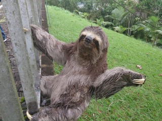 sloth © Allan