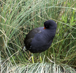 Eurasian common moorhen (Gallinula chloropus) also known as marsh hen, waterhen and swamp chicken