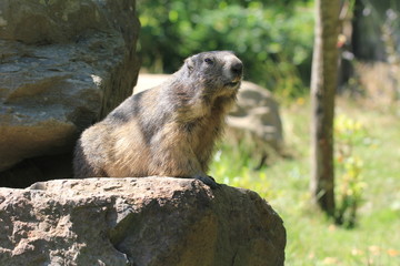 Marmotte aux aguets