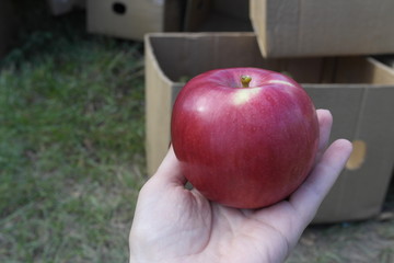 ripe fresh red apple on hand against the background of the boxes during harvest
