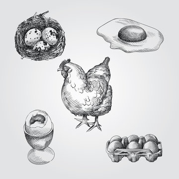 Hand Drawn eggs Sketches Set. Collection Of quail eggs, chicken eggs and a hen Sketches isolated on white background