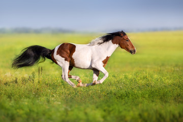 Obraz na płótnie Canvas Bay pinto horse run fast in green spring meadow