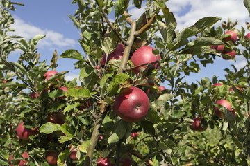  ripe fresh apples  on a branch