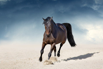 Fototapeta na wymiar Stallion in motion in desert dust against beautiful sky