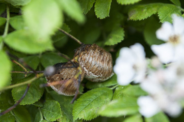 Brown butterfly chrysalis with gold dots in the leaves