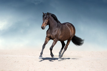 Fototapeta na wymiar Stallion in motion in desert dust against beautiful sky