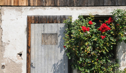 Roses and door