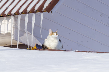 Beautiful calico cat walking on snowy roof of the house Kitty sitting on the roof top on a sunny christmas day