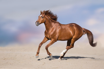 Red stallion in motion in desert dust against beautiful sky