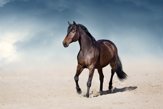Fototapeta Stallion in motion in desert dust against beautiful sky