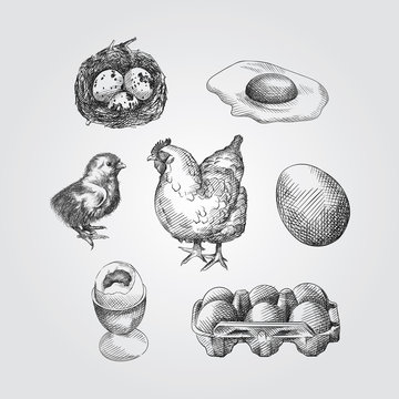 Hand Drawn eggs Sketches Set. Collection Of quail eggs, chicken eggs, Baby chicken and a hen Sketches isolated on white background In Trendy Style