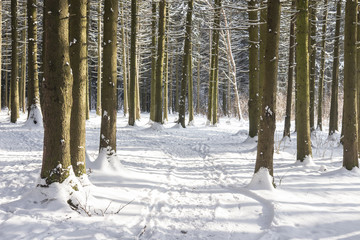 Snowy path in winter forest on sunny day. Natural scene of winter woodland. Nature landscape of winter forest with frosty trees.